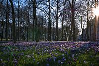 Holländische Federn