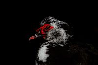 Portrait d'un canard de Barbarie