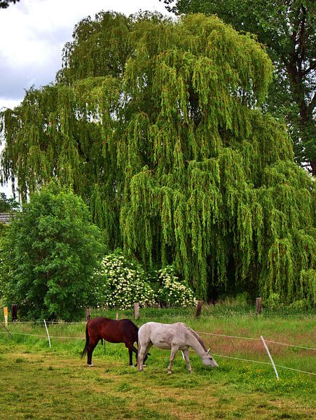 Horses 3 by Edgar Schermaul