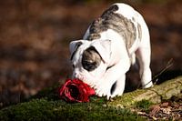 les roses sont rouges