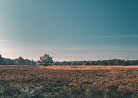 Lonely tree on the plain of the Veluwe