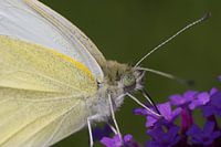 Schmetterling Nahaufnahme