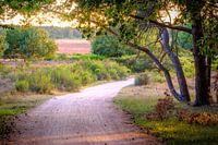 Pfad durch den Wald auf der Heide in Hilversum