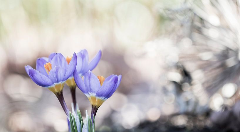 Lila Krokusse von Guido Rooseleer