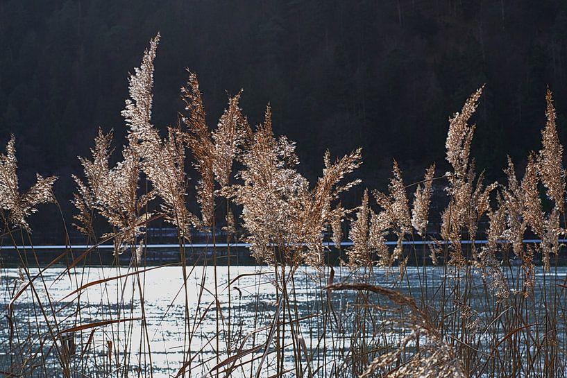 Schilffedern in einer Winterlandschaft von tiny brok