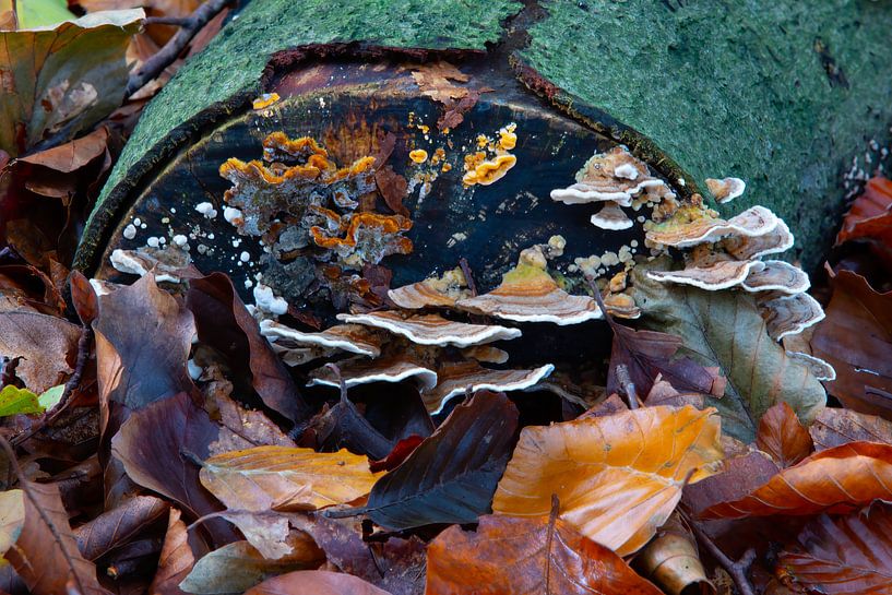 Automne - Photo de détail colorée de champignons sur une souche d'arbre par Kees Dorsman