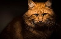 Chat Maine Coon rouge