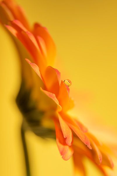 A drop on a yellow - orange Gerbera by Marjolijn van den Berg