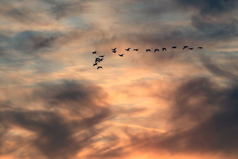 Trekvogels van Bob Bleeker