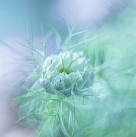 Juffertje in 't Groen