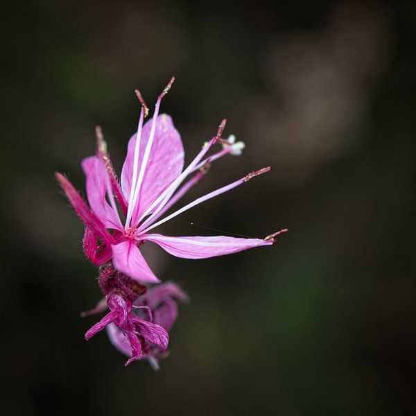 Gaura par Rob Boon