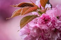 Sakura rosée du matin