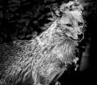 Animals | wolf (II)
