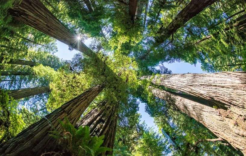 Bomen in de Redwoods, Redwood National and state park by Corinne Cornelissen-Megens