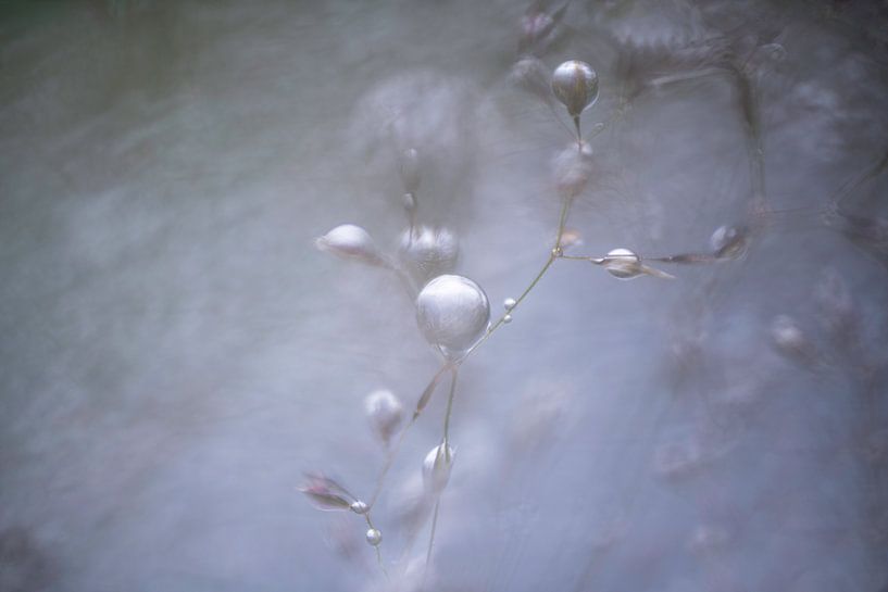 Sonnenlicht auf Wassertröpfchen von Nanda Bussers