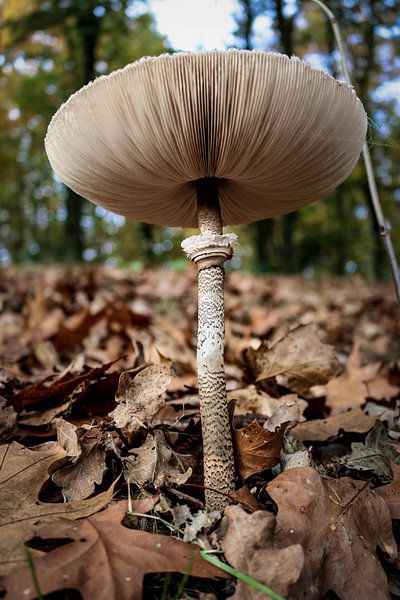Paddenstoel von Wilma Meurs
