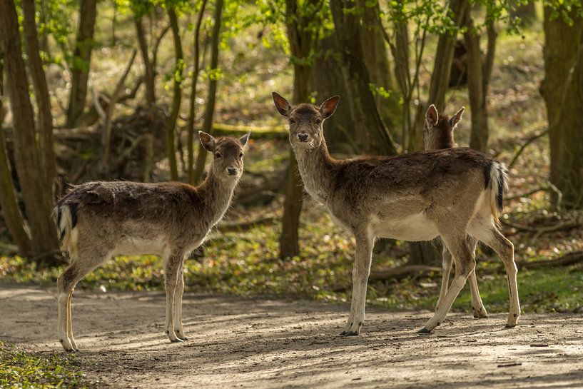 Damhert en jong von Marco de Graaff