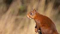Un écureuil à l'affût