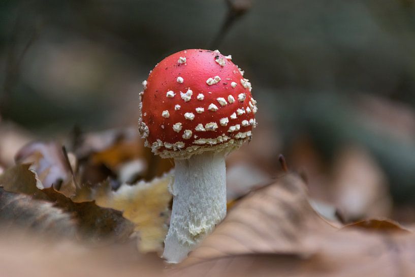 fly agaric, red white mushroom by Patrick Verhoef