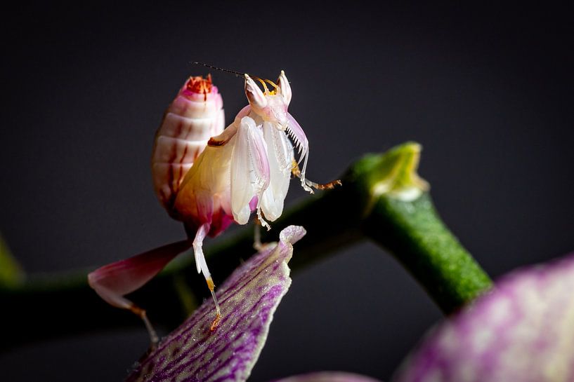 Larva of an orchid praying mantis by Roland Brack