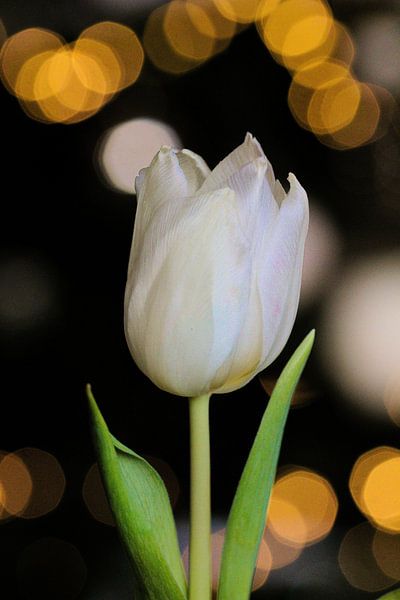 Tulp von Johan  van Polen