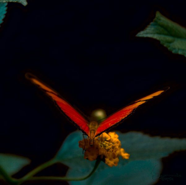 Butterfly: Orange Passion Flower Butterfly ( Dryas Lulia ) by Guido Heijnen