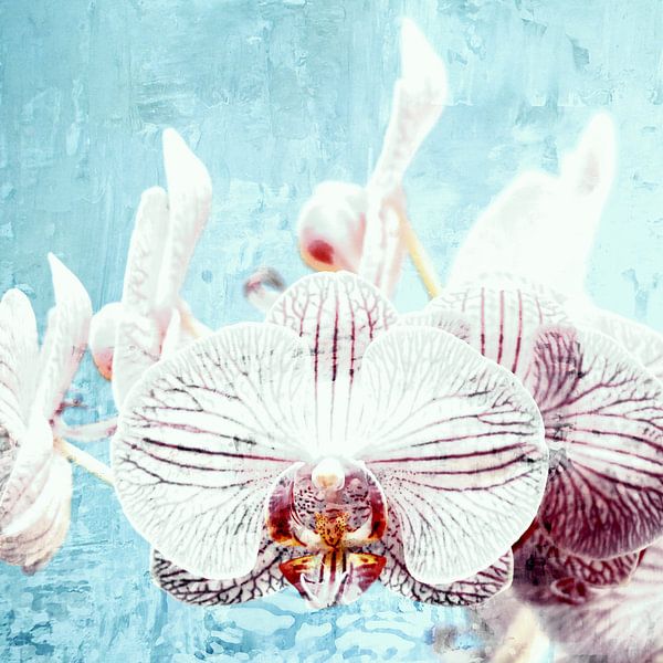 Vintage Orchideen von Mad Dog Art