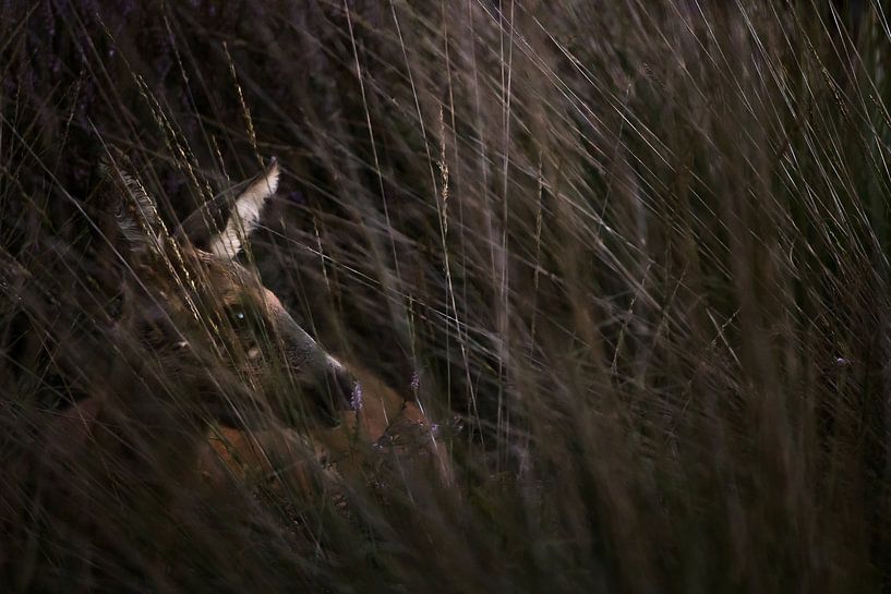 Ree parmi les pipéracées par Danny Slijfer Natuurfotografie