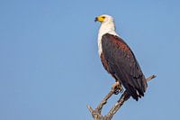 Afrikanischer Seeadler