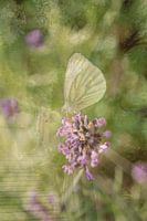 Abstrakte Fotografie | Abstrakter Expressionismus | Porträt eines Schmetterlings