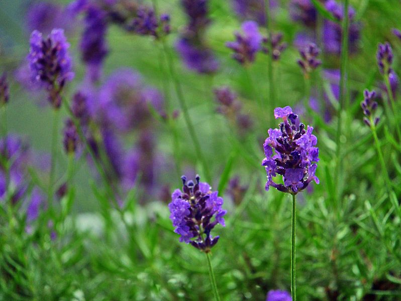 Regen 2 von Edgar Schermaul