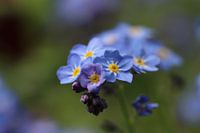 Forget-me-not