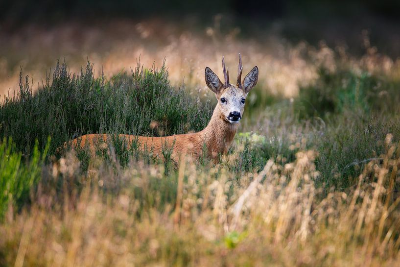 roe deer by Pim Leijen