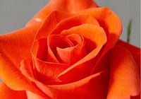 Beautiful Rose