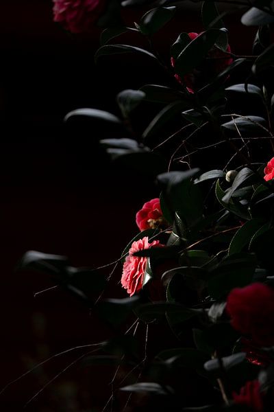Poesie im Halbdunkel - Blumen im Schatten und im Licht von Femke Ketelaar