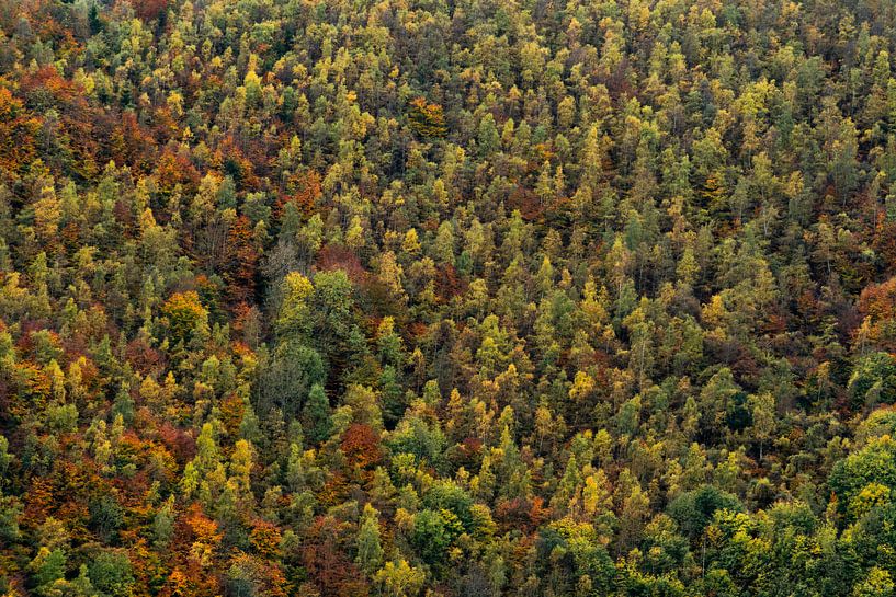 Autumn forest by Axel Weidner
