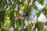 Moineau se reposant sur une branche en Tasmanie, Australie