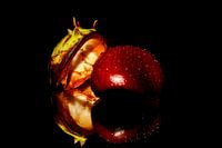 Kastanie mit Wassertropfen mit Reflexion.