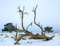 monument of an old tree in the winter cold
