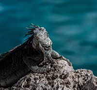 Jura-Leben auf Curacao