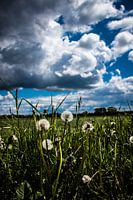 A field full of dandelions