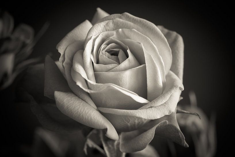 Rose called infinity rose in black and white by Jolanda Aalbers