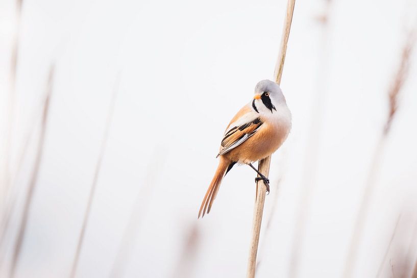 Bearded reedling on a reed cane with a white background by KB Design & Photography (Karen Brouwer)