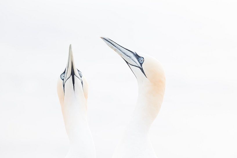 Basstölpel | Vögel in hoher Tonart von Marjolijn Maljaars