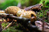 Multiple potato bovists