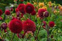 Red Dahlia Field