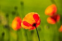 poppy in spring