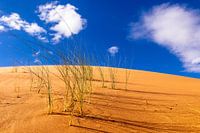 Sand dune with blades of grass