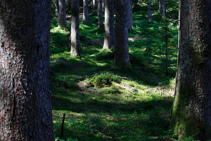 Forêt par Thomas Jäger