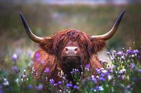 Schottischer Hochlandbewohner mit Disteln